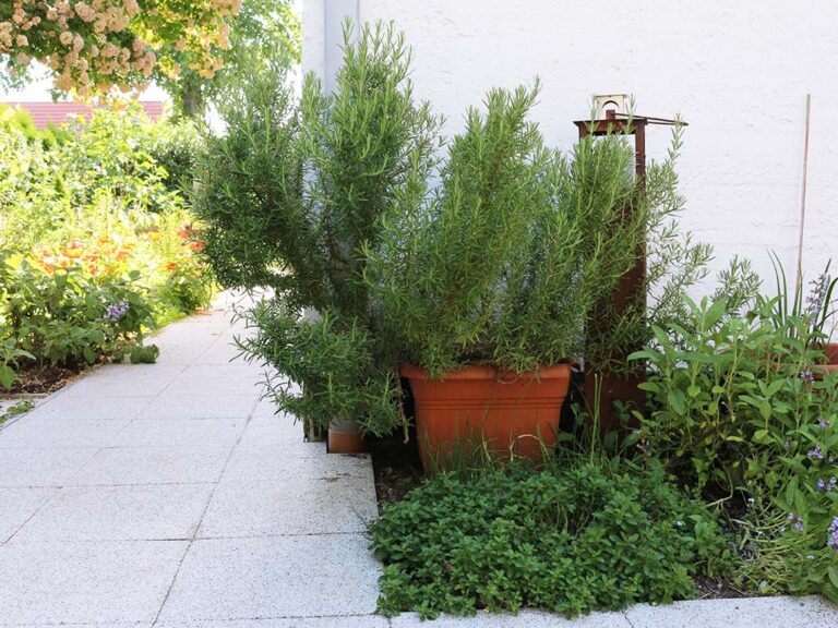 Gartenkräuter zum selberpflücken
