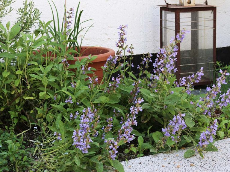 viele weitere Gartenkräuter zum selberpflücken